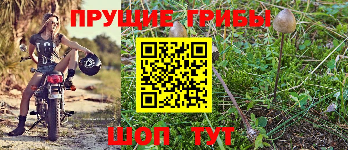 Бор  Галлюциногенные грибы мухоморы  Вход с VPN 